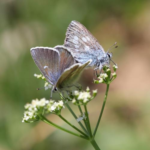 Plebejus orbitulus