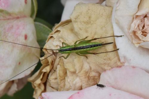 Réf. 144 909 : Conocephalus fuscus