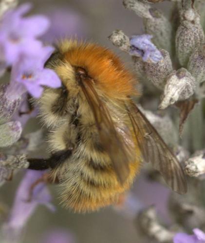 Bombus pascuorum