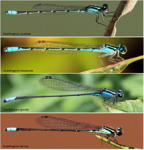 Réf. 144 524 : Acanthagrion divers