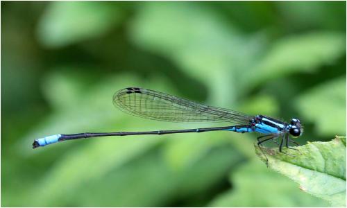 Acanthagrion gracile