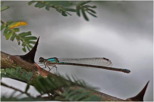 Acanthagrion gracile