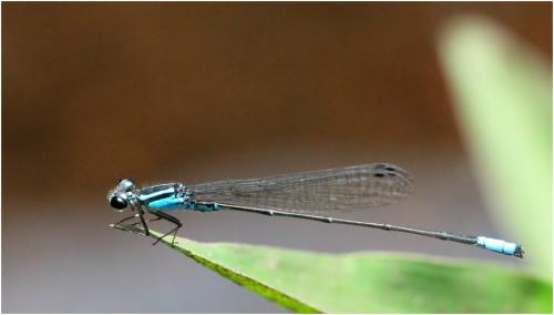Réf. 144 455 : Acanthagrion gracile