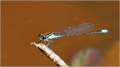 Réf. 144 520 : Acanthagrion lancea