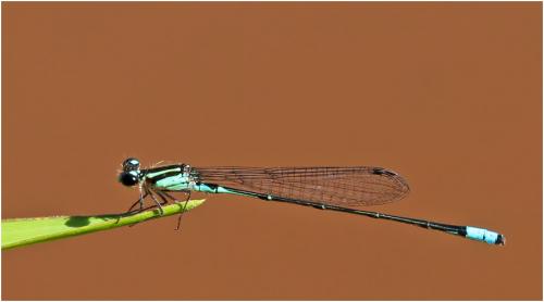 Réf. 144 521 : Acanthagrion lancea