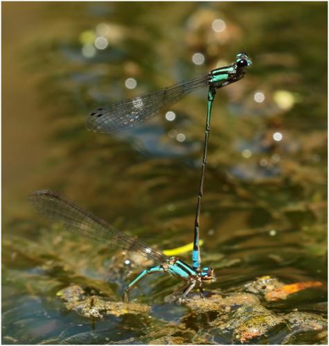 Acanthagrion lancea
