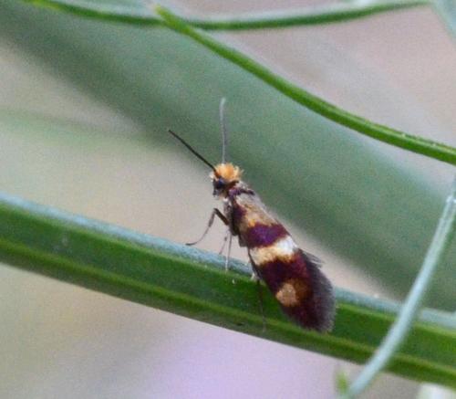 Micropterix aglaella