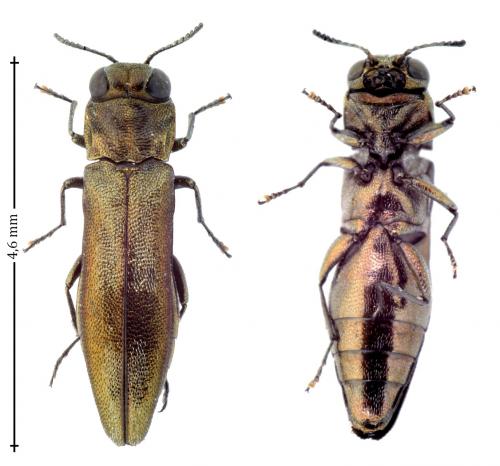 Agrilus derasofasciatus