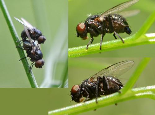 Réf. 144 568 : Agromyzinae inconnu