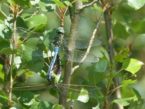 Réf. 144 887 : Anax imperator