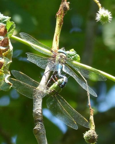 Anax imperator