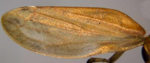 Philaenus spumarius