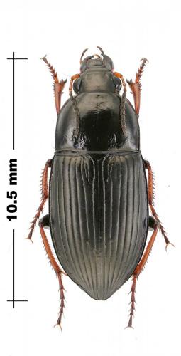 Amara fulvipes