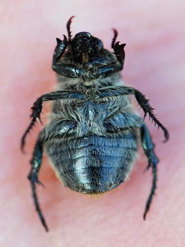 Anisoplia remota