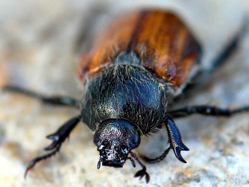 Anisoplia remota