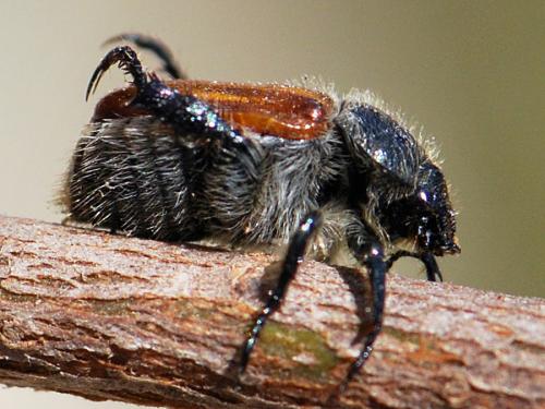 Anisoplia remota
