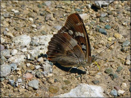 Apatura ilia