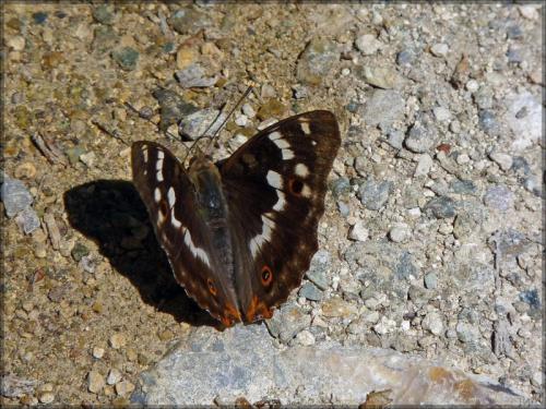 Réf. 144 676 : Apatura ilia