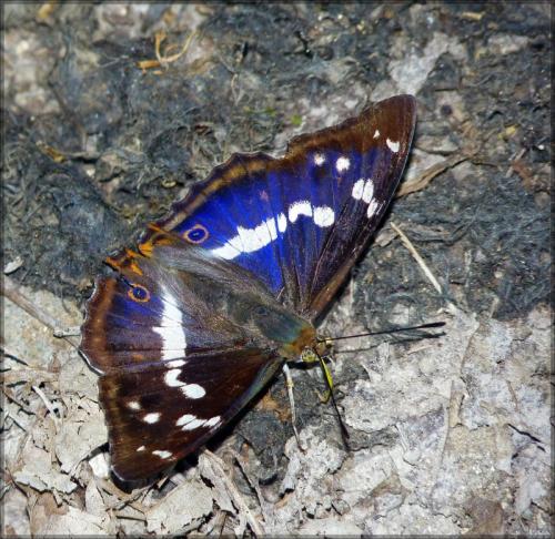 Apatura iris