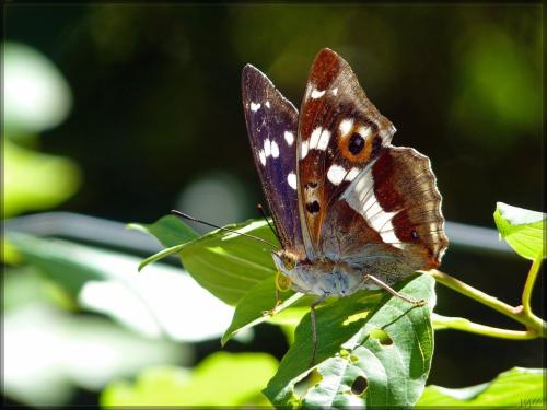 Apatura iris