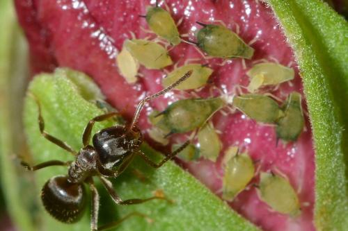 Réf. 144 701 : Aphis gossypii