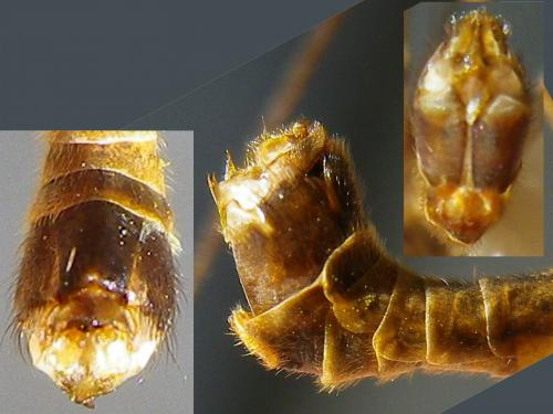 Tipula unca
