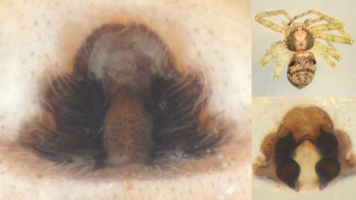 Réf. 144 732 : Philodromus buxi