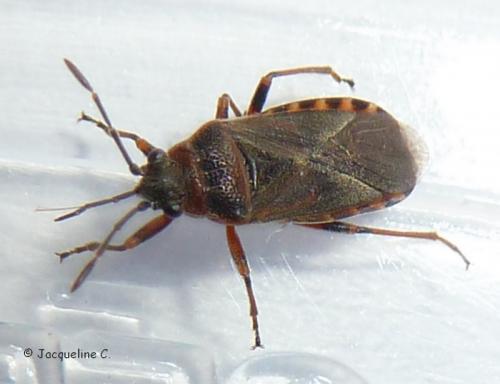 Arocatus melanocephalus
