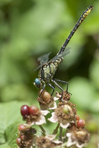 Gomphus graslinii
