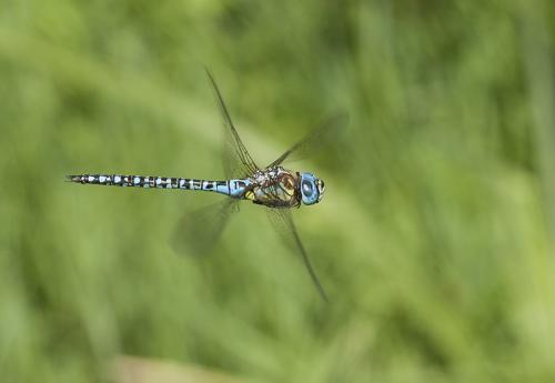 Aeshna affinis