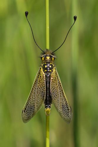 Libelloides ictericus