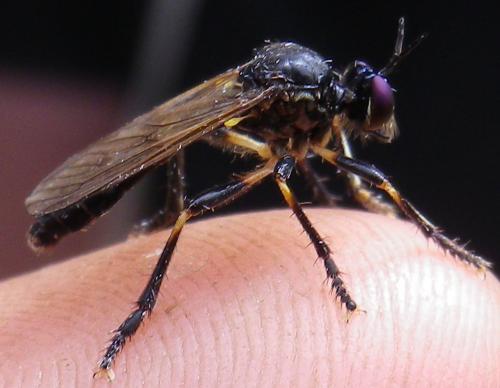 Dioctria cothurnata