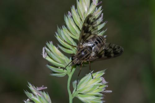 Réf. 144 618 : Atherix ibis