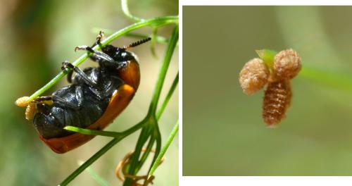 Tituboea sp.