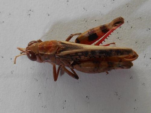 Calliptamus barbarus barbarus