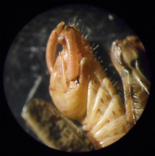 Calliptamus barbarus barbarus