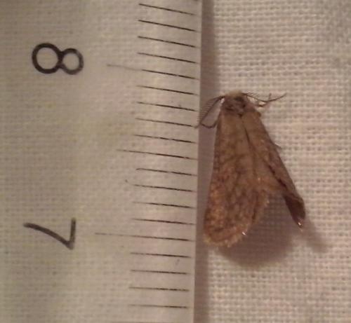 Anaproutia sp.