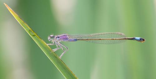 Ischnura elegans