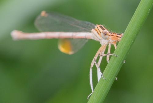 Platycnemis pennipes