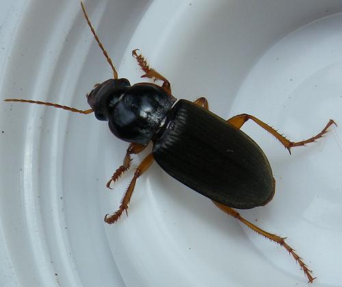 Pseudoophonus rufipes