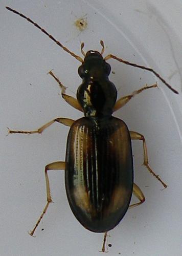 Bembidion fluviatile