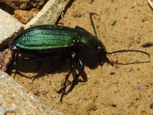 Carabus monilis