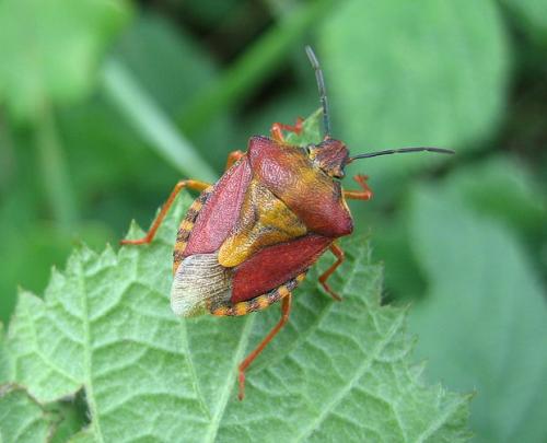 Carpocoris purpureipennis