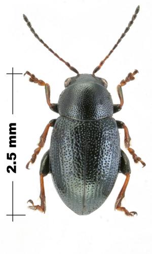 Chaetocnema sahlbergii