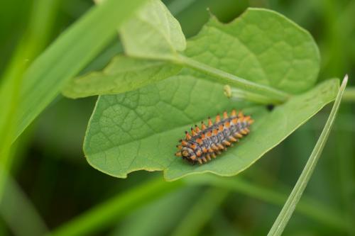 Zerynthia polyxena