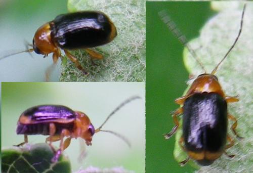Réf. 144 985 : Cryptocephalus pusillus