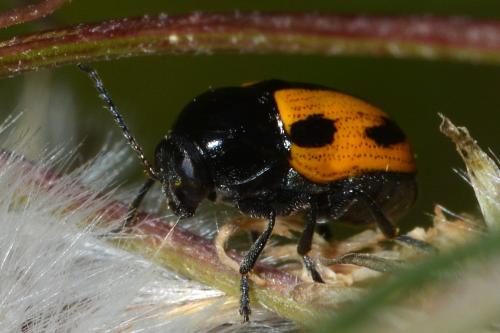 Cryptocephalus vittatus