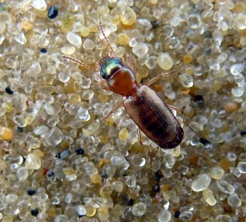 Réf. 144 102 : Cillenus lateralis