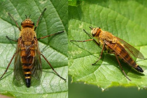 Thereva nobilitata