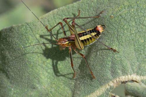 Réf. 144 471 : Poecilimon sp.